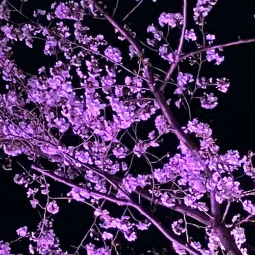 桜🌸🌸✨