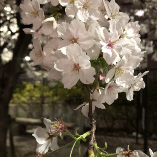 4月9日雨の日桜も散るかな🌸🌸